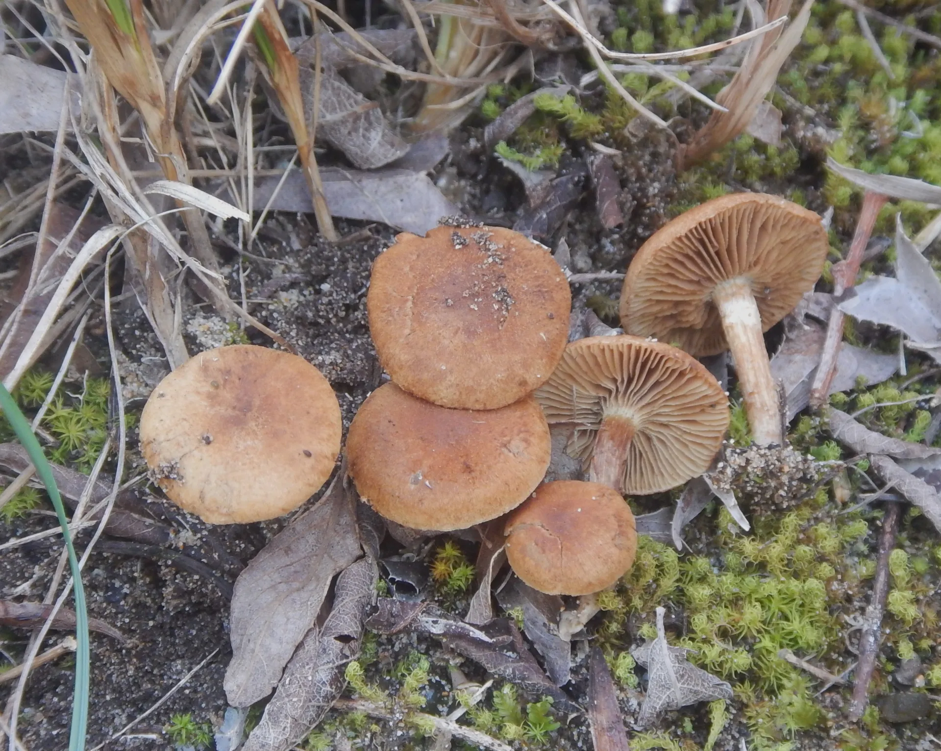 Mallocybe arenaria. 26-03-12